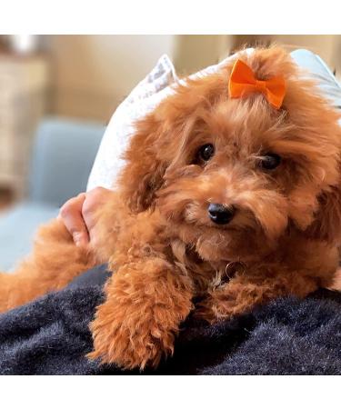 60PCS Cute Puppy Dog Bowknot Hair Bows with Rubber Bands - Handmade Pet Grooming Accessories - Buy Online on GoSupps.com