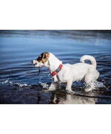 Buy JULIUS-K9 225CG-R Adjustable Red-Grey Dog Collar 25mm (39-65 cm) - Premium International Shipping - Buy Online on GoSupps.com
