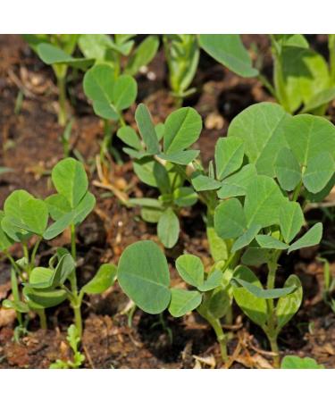  Alpi Nature Alpi Nature Organic Fenugreek Seeds 250g Organic Whole Fenugreek Seeds for Cooking - Buy Online on GoSupps.com