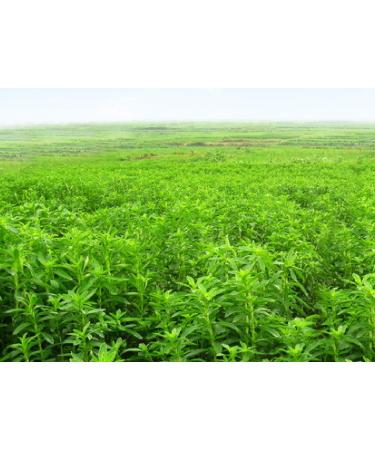 PINK SUN Stevia Liquid Sweetener Drops 50ml - Natural Strawberry Flavoured, Low Carb & Zero Calories - Alcohol Free - Buy Online on GoSupps.com