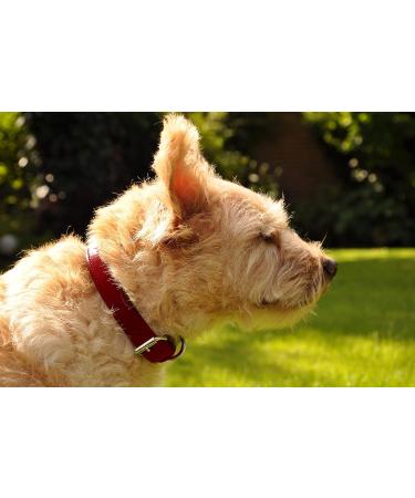 Premium XXL Leather Dog Collar - Padded & Robust Ideal for Large Medium & Small Dogs - Sniffing Fans Design in Red - Buy Online on GoSupps.com