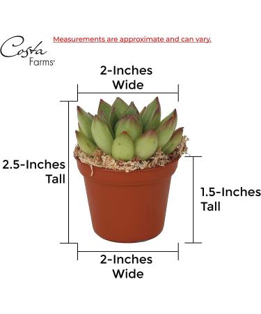 Costa Farms Mini Succulents 25-Pack - Fully Rooted Live Indoor Plants in Grower Pot, Green, 2 Inches Tall - Buy Online on GoSupps.com