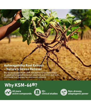 GlowEver KSM-66 Ashwagandha Supplements with L-Theanine Moringa Organic Mushrooms Complex Ginseng Ginkgo Biloba - Mood & Energy Support, Cortisol Manager, Immune Support, 60 Vegan Capsules - Buy Online on GoSupps.com