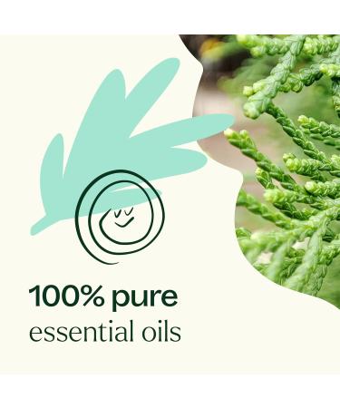 Plant Therapy KidSafe Quiet Cough & Sniffle Stopper Essential Oil Blends for Diffusion 10 mL (1/3 oz) Each 100% Pure undiluted Natural Aromatherapy for Respiratory Support - Buy Online on GoSupps.com