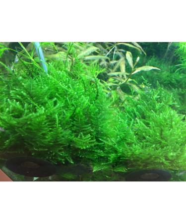 Tropica Taxiphyllum Taiwan Moss 1-2-Grow! - Buy Online on GoSupps.com