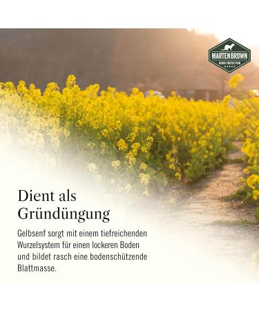 Martenbrown Yellow Mustard 10 kg Whole Grains | Yellow Mustard Seed for Green Manure | Whole White Mustard - Buy Online on GoSupps.com