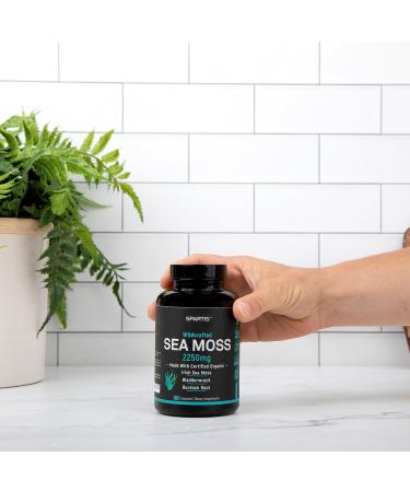 SPARTIS Certified Organic Sea Moss Capsules 2250mg Wildcrafted Irish Sea Moss Burdock Root Bladderwrack Supplement Raw Seamoss Pills & Powder (Pack of 1 at 180-Caps) - Buy Online on GoSupps.com