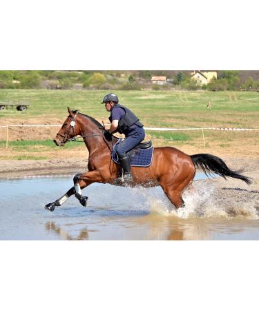Equine Synergy MSM for Horses and Ponies - 100% Pure Fast-Acting MSM Powder for Optimal Joint Health Plus the Reduction of Pain and Inflammation - Buy Online on GoSupps.com