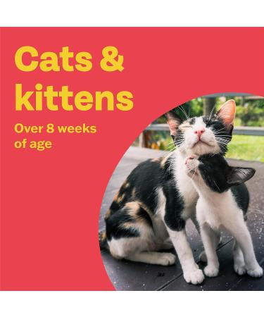 Bob Martin Clear Spot On Flea Treatment for Cats Kittens and Ferrets - 3 Pipettes, Kills Fleas & Ticks - Buy Online on GoSupps.com