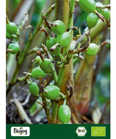 Buy Biojoy Organic Cardamom Seeds Whole (250g) - Premium Quality Cardamom Peeled Without Capsule - Elettaria Cardamomum - Shop Internationally - Buy Online on GoSupps.com