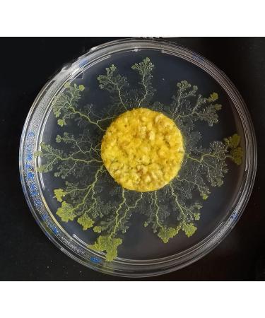 G n rique Blob Day Walker Sclerotons - 3 Pieces | International Shipping Available - Buy Online on GoSupps.com