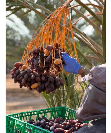 NABALI FAUMOST Medjool Dates - 100% Natural Fresh & Vegan | Preservative-Free Honey-Sweet Caramel Delight (1 kg Pack) - Buy Online on GoSupps.com