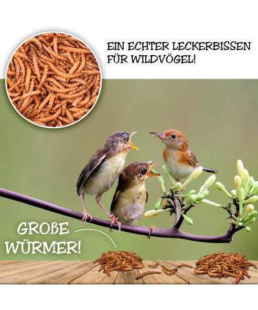 Flourworms Dried 1kg - Premium Insect Snack for Birds Fish Reptiles & Rodents | All-Year-Round Bird Feed & Squirrel Food - 6.5L (1 Pack) - Buy Online on GoSupps.com