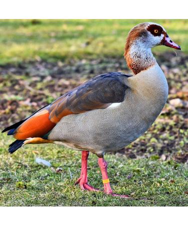 100pcs 16mm Clip on Chicken Leg Bands Number 001-100 Numbered Leg Bands for Chickens Ducks Hens Poultry Leg Bands for Dove Chicks Hen Parrot Birds Identification(Red) - Buy Online on GoSupps.com