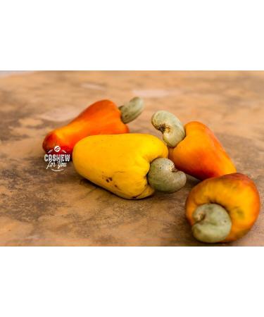 Organic Fairtrade Cashew Nuts with Garlic & Pepper (500g) | Roasted in Freiburg | Premium Fair Trade Cashews from Burkina Faso - Shop Now! - Buy Online on GoSupps.com