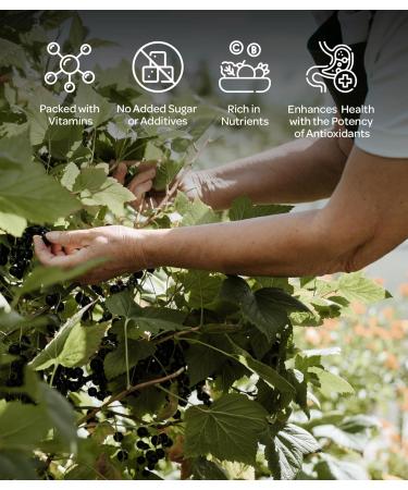 LOOV Organic Blackcurrant Juice 500ml - Cold-Pressed Pure Juice, High in Antioxidants & Vitamin C - Buy Online on GoSupps.com