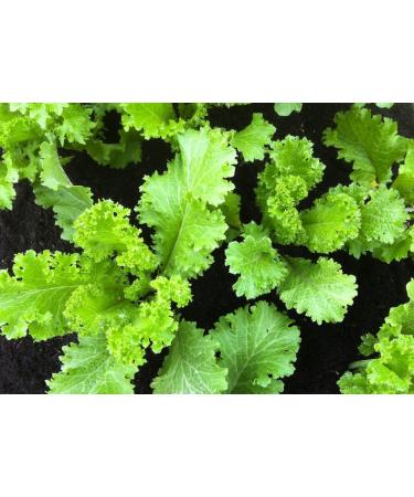 400 + South Giant Curled semi -Organic Mustard Non gm Garden Sprouts