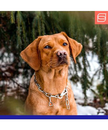 Shop Sprenger Dog Collar with Stainless Steel Hook | 75cm Adjustable Silver Necklace - Buy Online on GoSupps.com