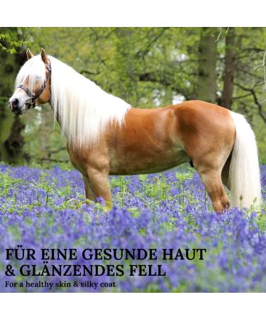 100% Natural Linseed Oil Boots for Horses - Cold-Pressed Rich in Omega-3 & Vitamins | 5L | Supports Fur & Skin Health - Buy Online on GoSupps.com