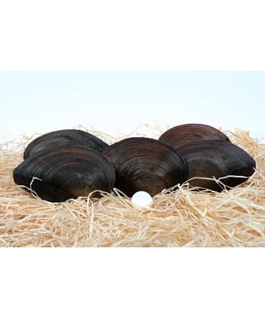Pond mussel set - miracle weapon against floating algae in the pond - natural biofilter in the garden pond... (5 pieces)