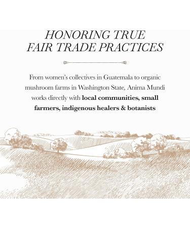 Anima Mundi Apothecary Cerebrum Brain Tonic - Cognitive Support Supplement - Liquid Drops with Lion's Mane and Ginkgo - Brain Booster Liquid Supplement for Memory Support (2oz / 60ml) - Buy Online on GoSupps.com