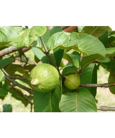 Jamaican Guava Leaves 1 oz - Buy Online on GoSupps.com
