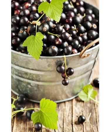French Organic Blackcurrant 100 ml | Drinking Solution for Fresh Plants | Joint Care Joint Mobility Joint Pain | Certified AB Certified France | Laboratory SYNERGIA - Buy Online on GoSupps.com