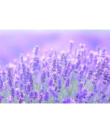 Thracian Bio Lavender Eco Deodorant with Zinc Oxide for Sensitive Skin Aluminum Free Baking Soda Free Alcohol Free No Added Fragrance 2.5 Fl Oz (Pack of 2) - Buy Online on GoSupps.com