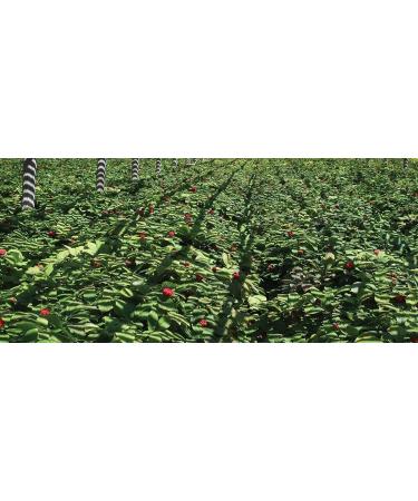 Dairyland Management Ashwagandha Capsules 150ct - 1000 mg per Serving Max Strength Ashwagandha Root Powder - Herbal Supplements and Extract - Buy Online on GoSupps.com