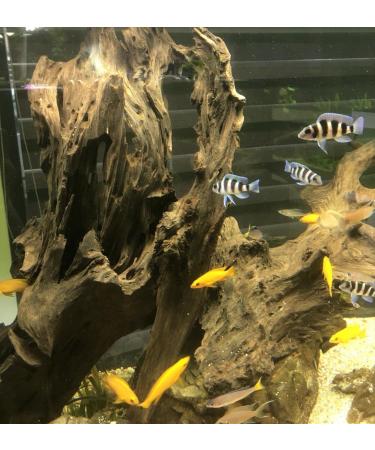 TM Aquatix MANGROVE AQUARIUM WOOD ROOT (x1) - SIZE 15-20cm - (IWAGUMI AQUASCAPING BOGWOOD DRIFTWOOD) - Buy Online on GoSupps.com