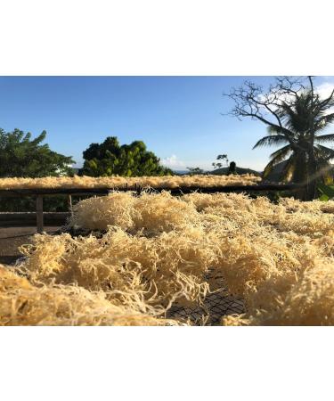 Sea Moss (Irish Moss) 100g - Golden Wildcrafted Jamaican Product Organic Non GMO Vegan Packed with 92 Minerals + Vitamins Excellent for Smoothies Skincare etc - Buy Online on GoSupps.com