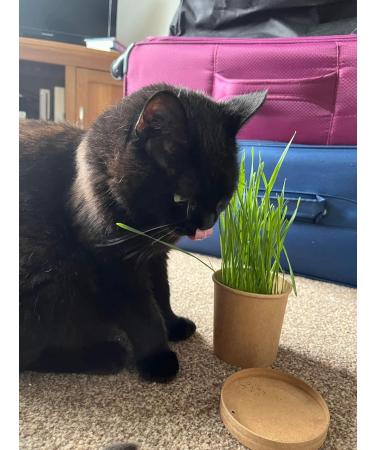 Organic Pet Grass Grow Kits by Cat FurNature - Natural Indoor Cat Grass for Fresh, Healthy Pets - Buy Online on GoSupps.com
