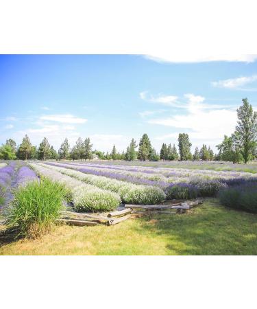 Victoria's Lavender Aromatherapy Body Mist Spray - Natural After Sun Aloe Vera Spray with Lavender Oil - Hydrating & Soothing - 4 oz - Buy Online on GoSupps.com