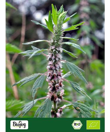 Biojoy Biojoy Organic motherwort (250g) dried and cut motherwort tea (Leonurus cardiaca) - Buy Online on GoSupps.com