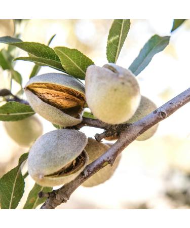 Shelled almonds 250 g - LA PLANTIGO - Buy Online on GoSupps.com