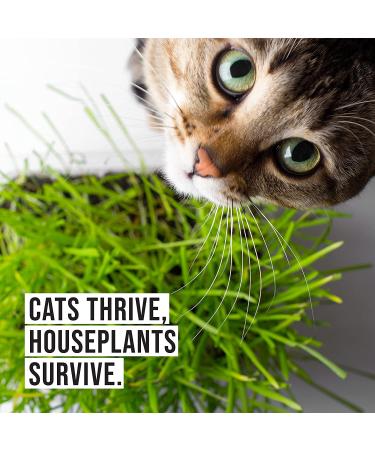 Organic Cat Grass Growing Kit for Natural Hairball Control - Made in USA - Buy Online on GoSupps.com