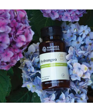 Nature's Sunshine Hydrangea Capsules - 100 Ct 650mg Pure Hydrangea Root for Urinary Health & Kidney Support - Shop Now - Buy Online on GoSupps.com