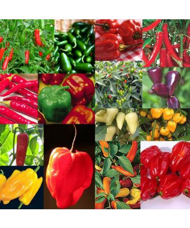semi Chili Red Hot Peter Pepper 50pcs 15 Tipi di Verdure semi di frutta peperoni pi divertenti piante da seme per il giardino di casa
