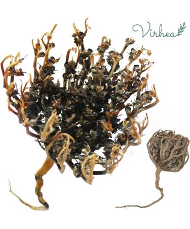 XL Rose of Jericho Chajarat Mariam - Fertility-Promoting Plant - Anastatica Hierochuntica - Buy Online on GoSupps.com