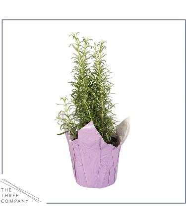 Live Aromatic Rosemary in Decorative Pot - Set of 6 | Healthy and Vibrant Display - Buy Online on GoSupps.com