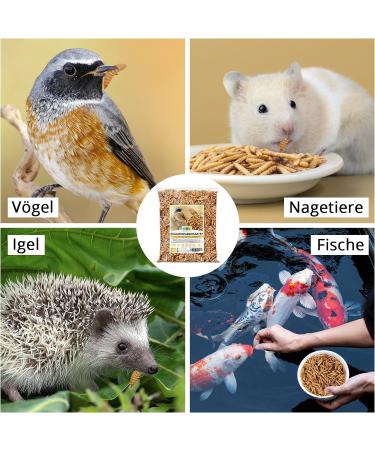 Buy EWL Natural Products Soldier Fly Larvae - 1kg Dried Insect Feed for Birds Fish Turtles & Hedgehogs - Premium Quality Animal Nutrition - Buy Online on GoSupps.com