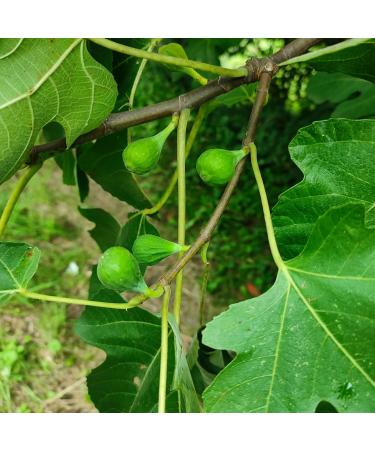 Dried figs 1 kg - LA PLANTIGO - Buy Online on GoSupps.com