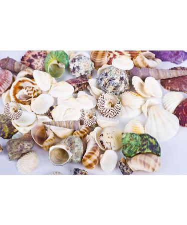 8085pcs Mixed Sea Shells for Beach Theme Party Decorations & DIY Crafts - Buy Online on GoSupps.com