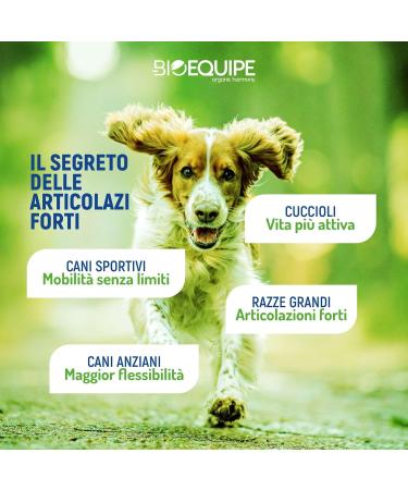 Joint Supplement Dog Chondroprotectors with Glucosamine 6 Month Treatment Chondroitin Proteins - Support for Joints Cartilage and Bones - 100 Tablets Bioequipe - Buy Online on GoSupps.com