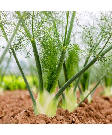 Outsidepride Foeniculum Vulgare Fennel Herb Garden Plants Where Bulb, Foliage & Seed Used for Cooking - 1 OZ 1 1 OZ