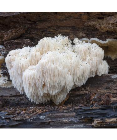 Organic Lion's Mane Brain Nerve & Cognitive Support Capsules - 120 Count - Buy Online on GoSupps.com