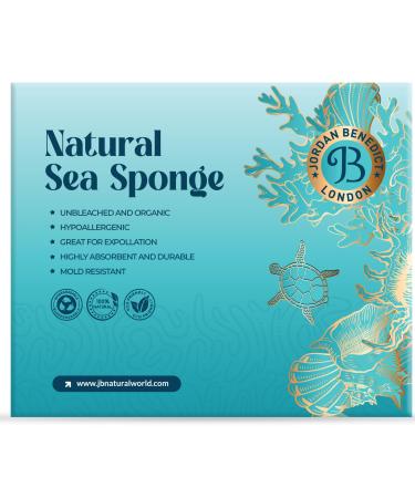 Jordan Benedict Natural Sea Sponge for Bath and Shower (XXL Pack of 1) XXL (Pack of 1)
