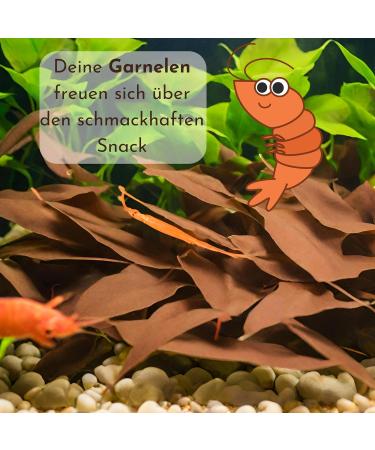 ProFlora Sea Almond Leaves for Aquariums - Organic Catappa Leaves (10 Pieces S - 12 cm) | Natural Water Supplier & Nutritional Supplement - Buy Online on GoSupps.com