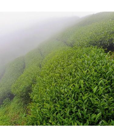 Taiwan unique tea TTES No.20(Yingxiang) Shanlinxi three-layer flat medium roasting 150g*4 - Buy Online on GoSupps.com