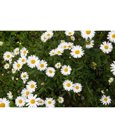 Kamelur 250 g organic whole chamomile flowers dried for organic chamomile tea - high quality organic chamomile tea without additives - ORGANIC chamomile flowers in biodegradable packaging - Buy Online on GoSupps.com